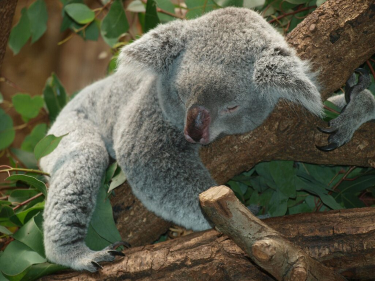 Koala 9960 1920 1024x768 1