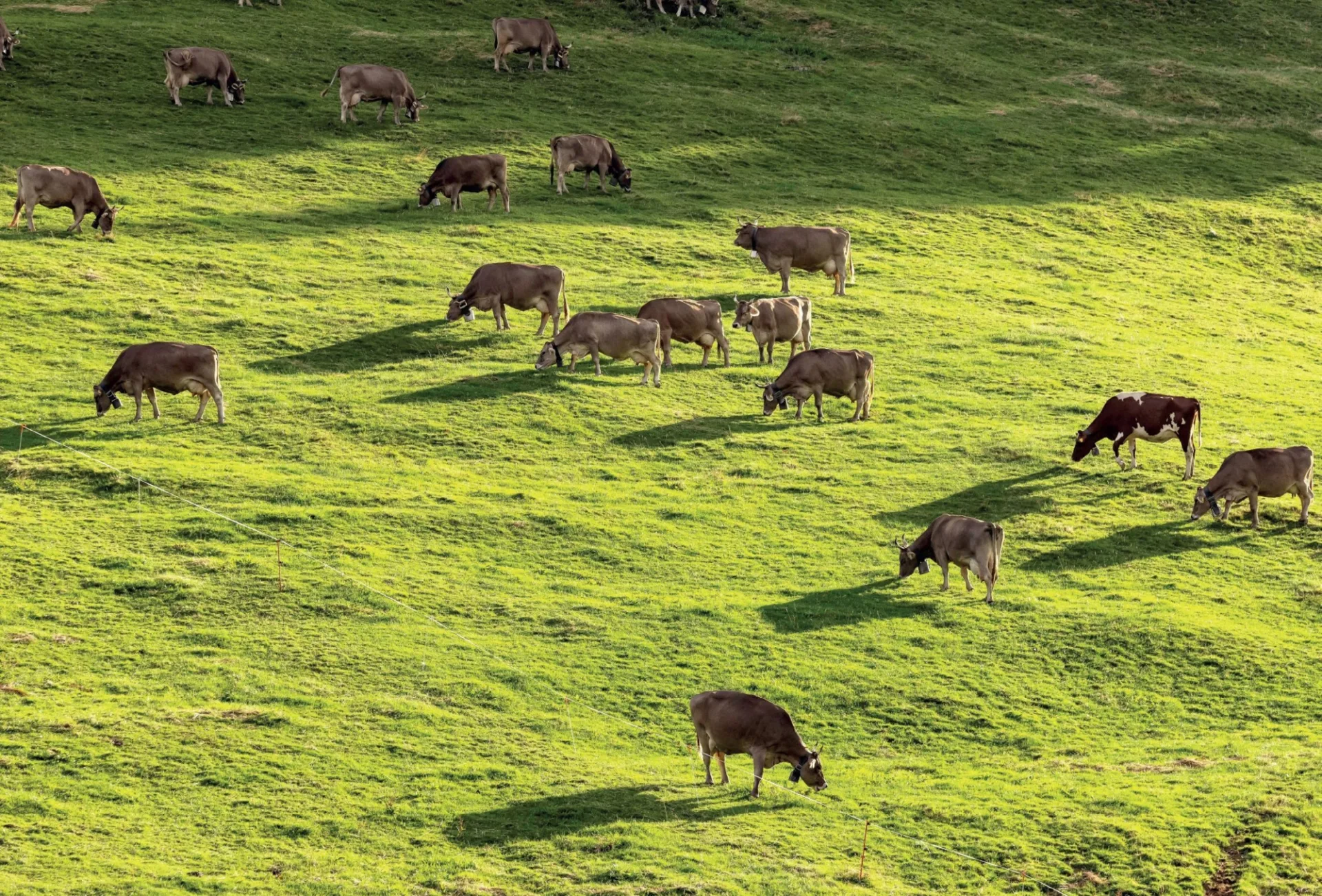 Kühe auf einer grünen Weide am Hang. Ihre Schatten sind lang in der Abendsonne. Kühe auf einer grünen Weide am Hang. Ihre Schatten sind lang in der Abendsonne.