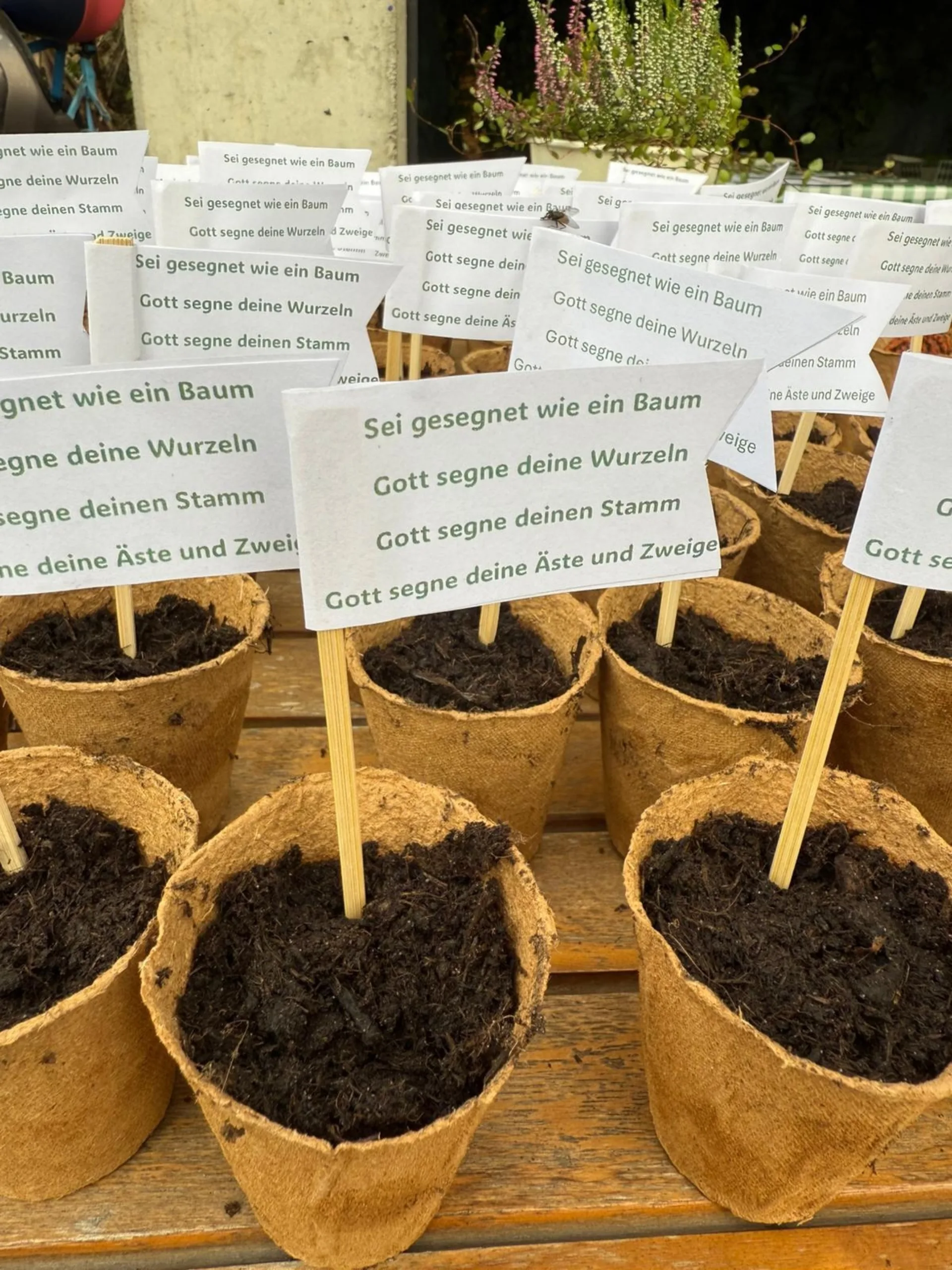 Berg GD FGW Aug25 Bäumchen